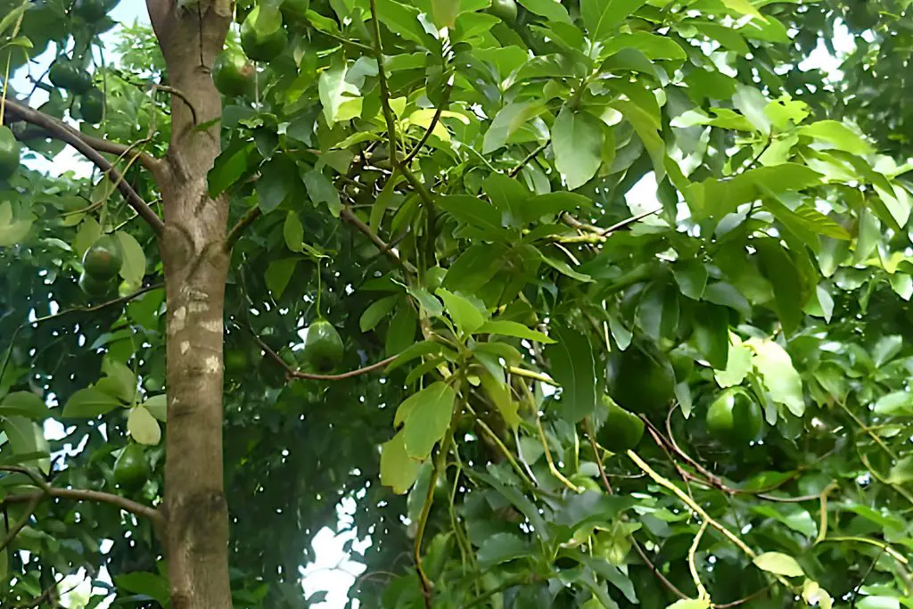 Why Prune an Avocado Tree