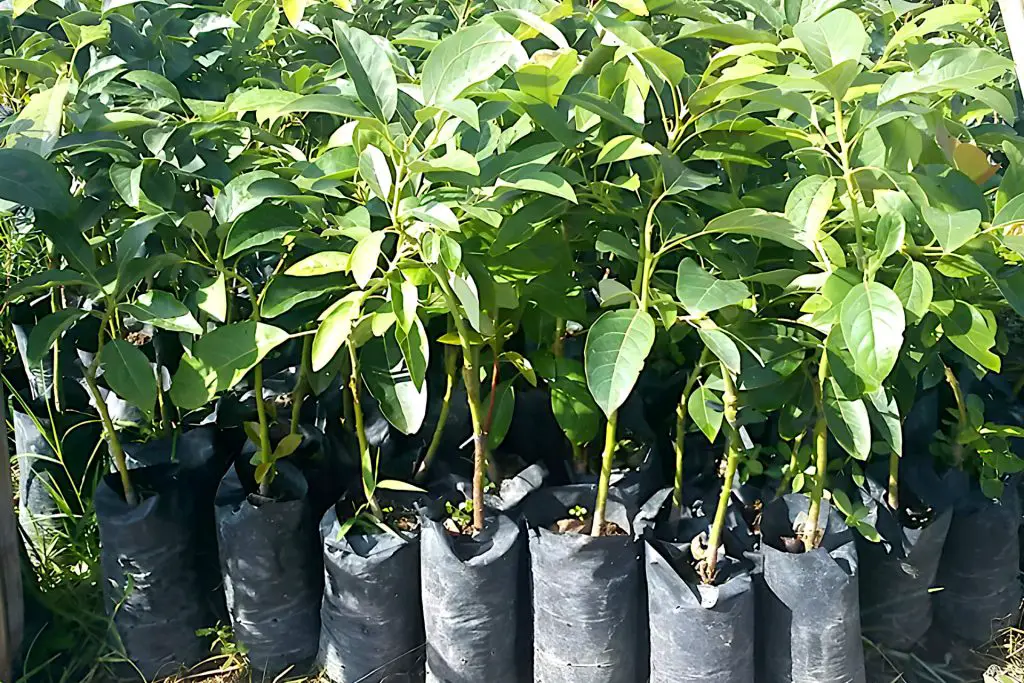 Variety of Avocado Tree Grown