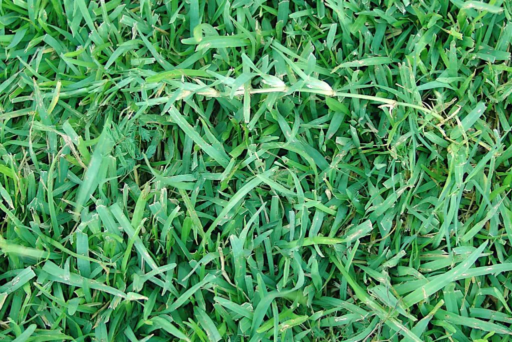 What is Centipede Grass?