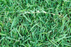 Is Fall A Good Time to Plant Centipede Grass?