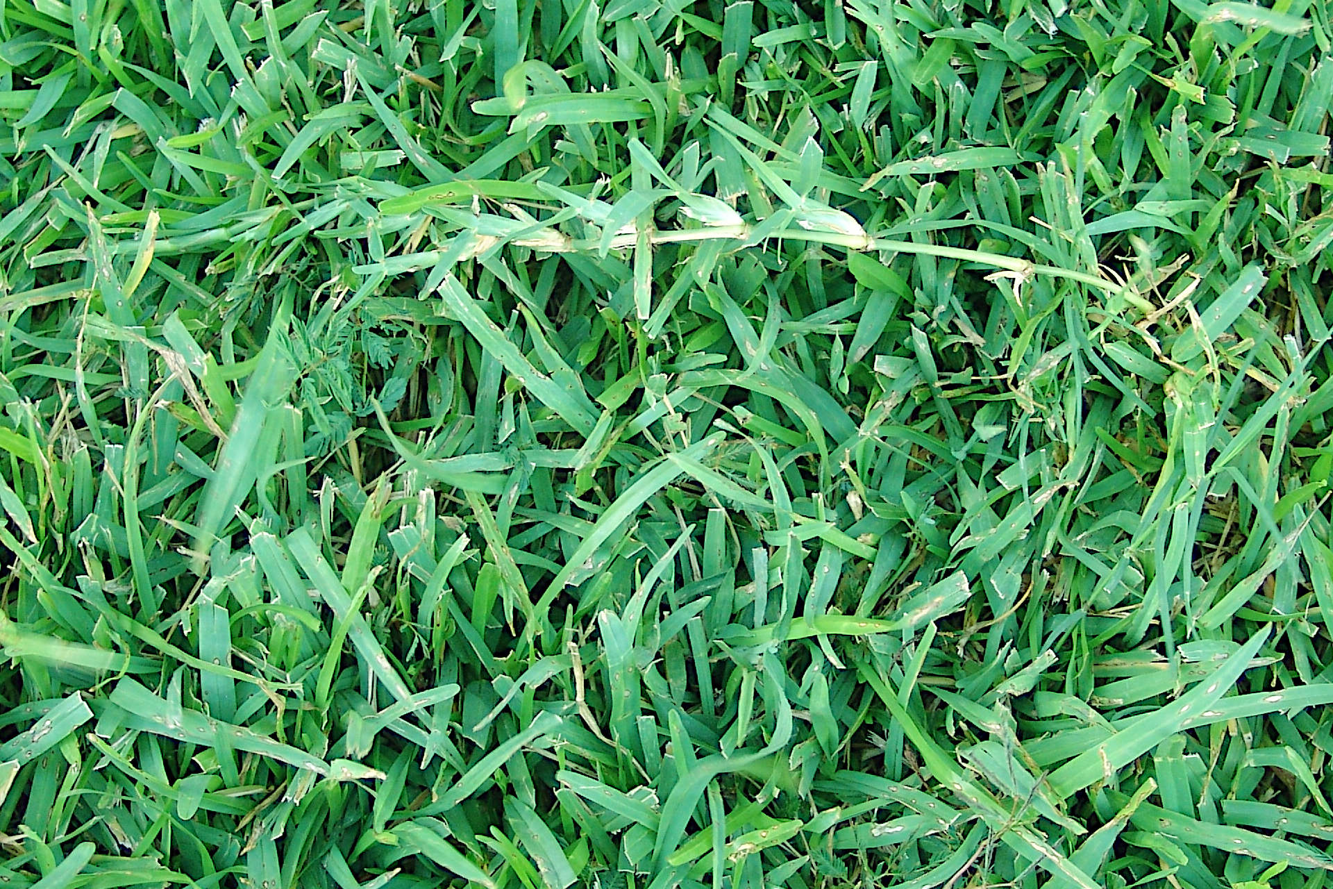 Is Fall A Good Time To Plant Centipede Grass Gardening Latest