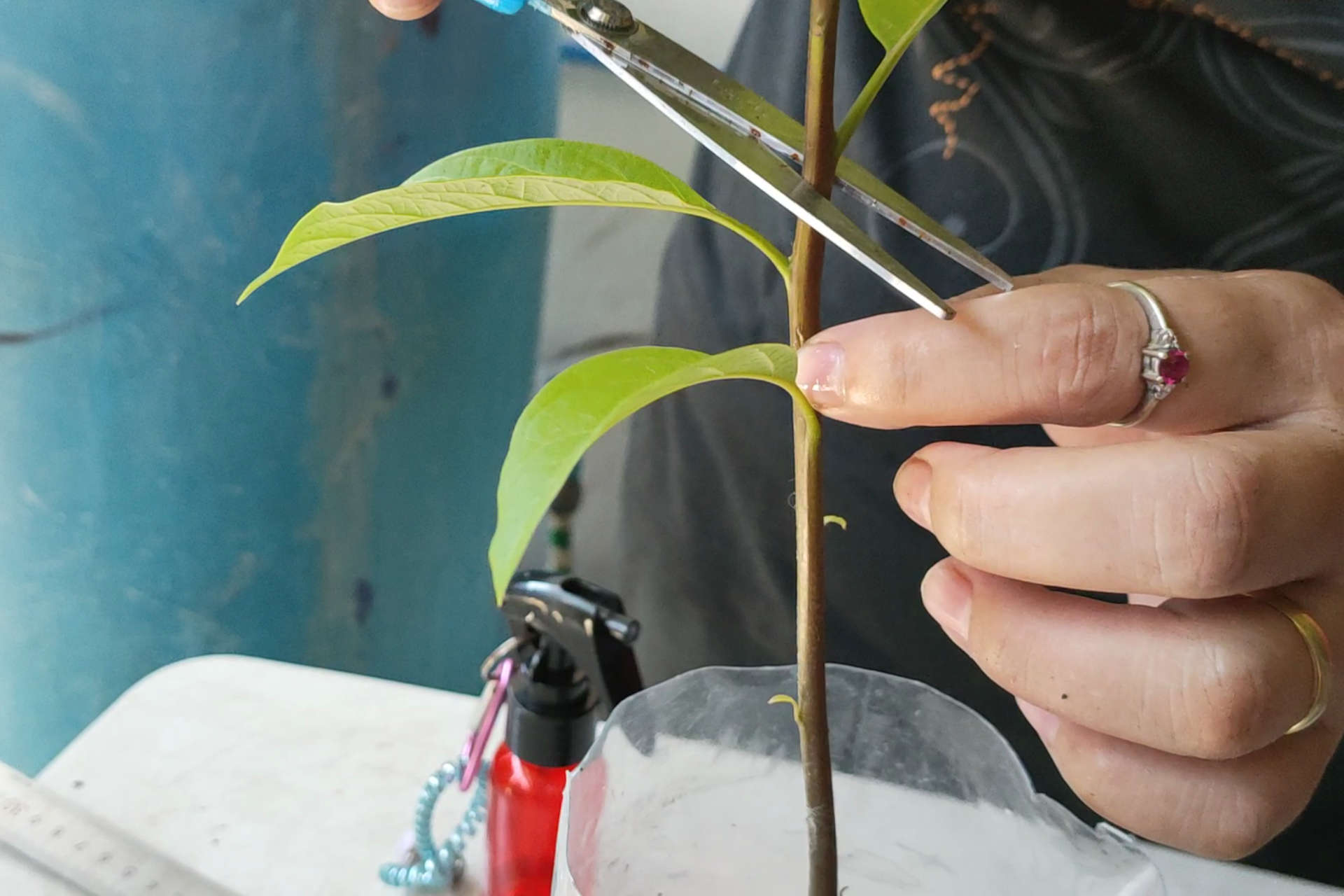 Pinching Plants Controlling and Improving the Growth of Your Plants