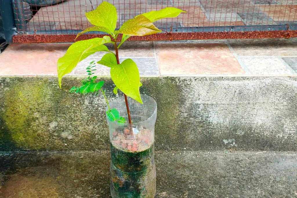 Growing Avocados from Seed or Young Trees Indoors