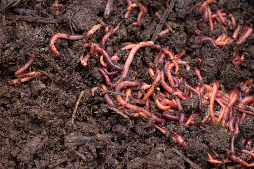 Types of Earthworms Used in Vermiculture