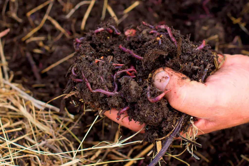 the benefits of vermicomposting