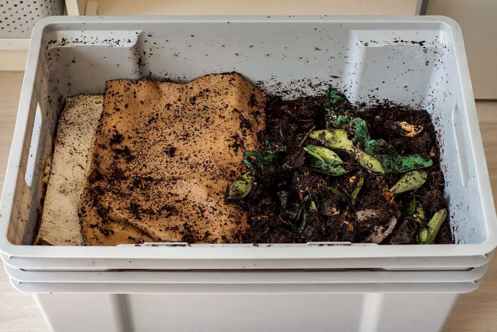 worm bin vermicomposting