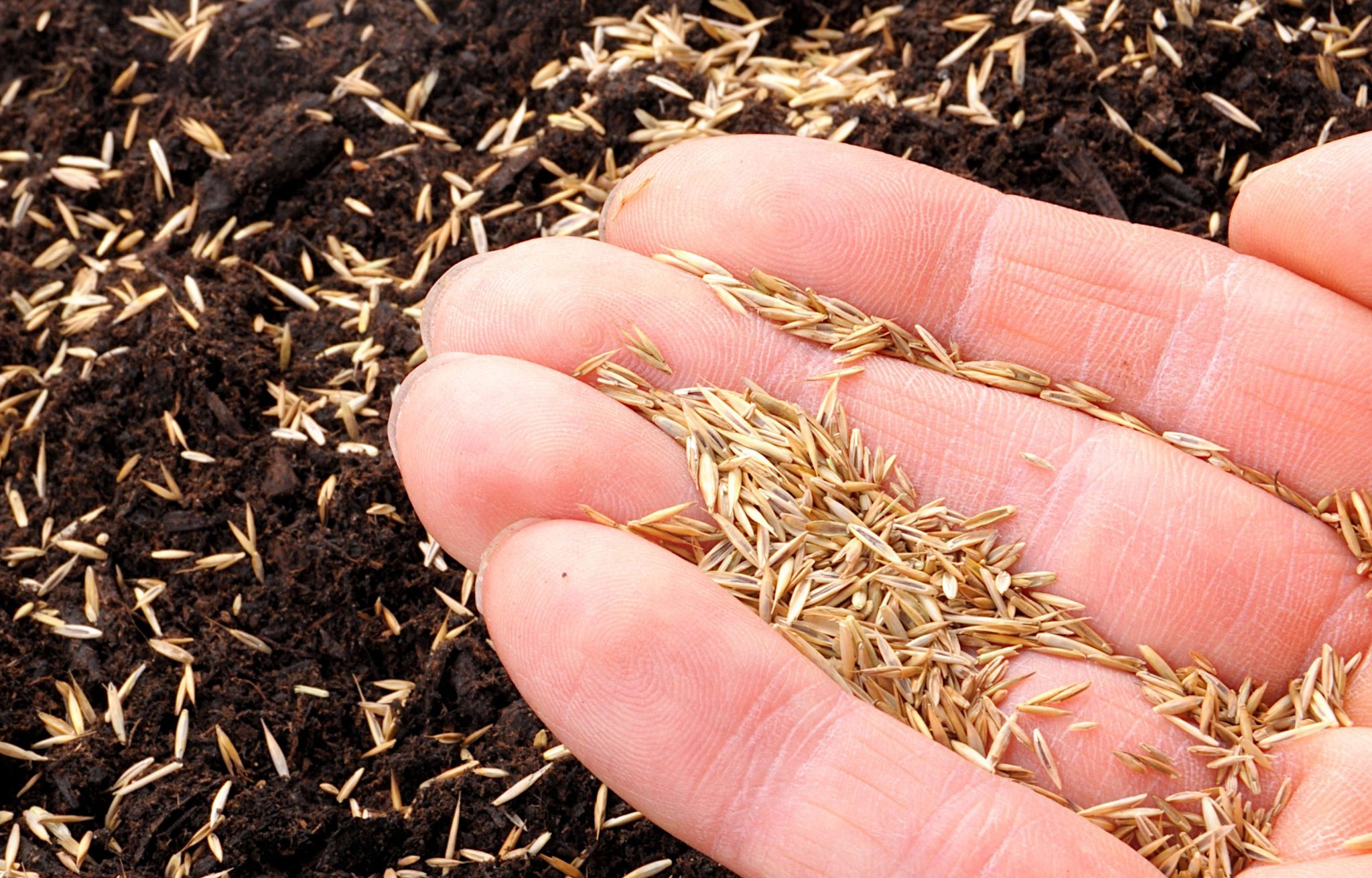 Grass Seed Germination Temperature How Soil Temperature Is Key