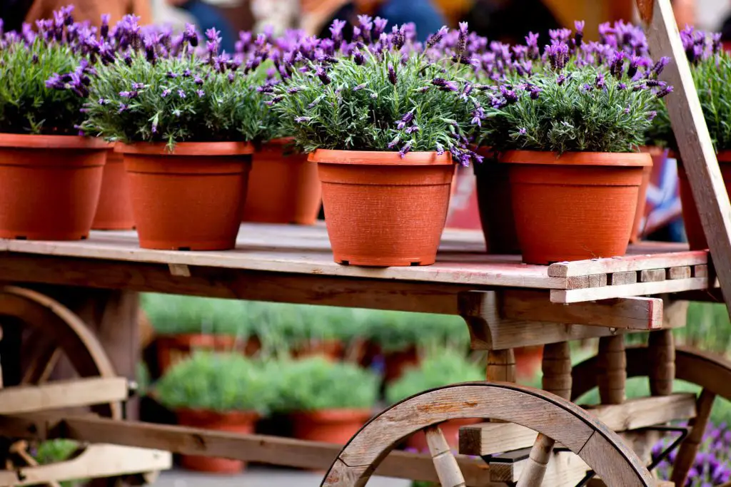 Growing Lavender in Pots