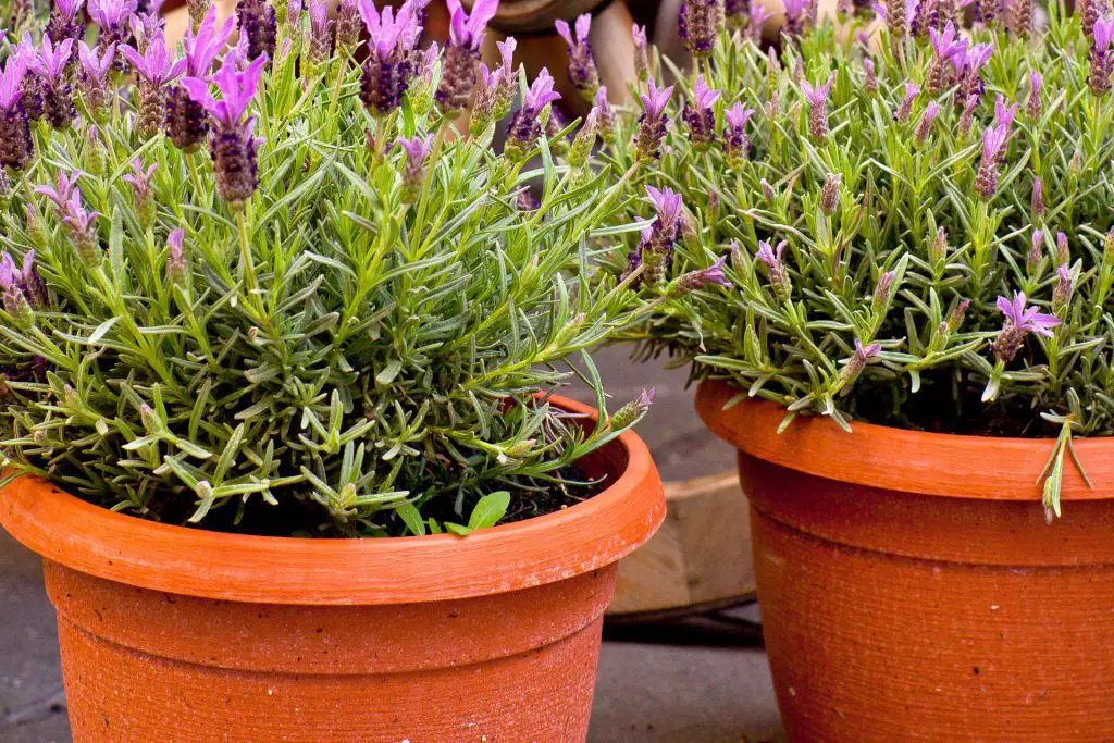 How to grow lavender from seed in a pot -Growing Lavender in Pots
