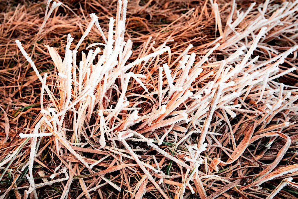 What Steps Can You Take To Protect Grass Seedlings From Frost?
