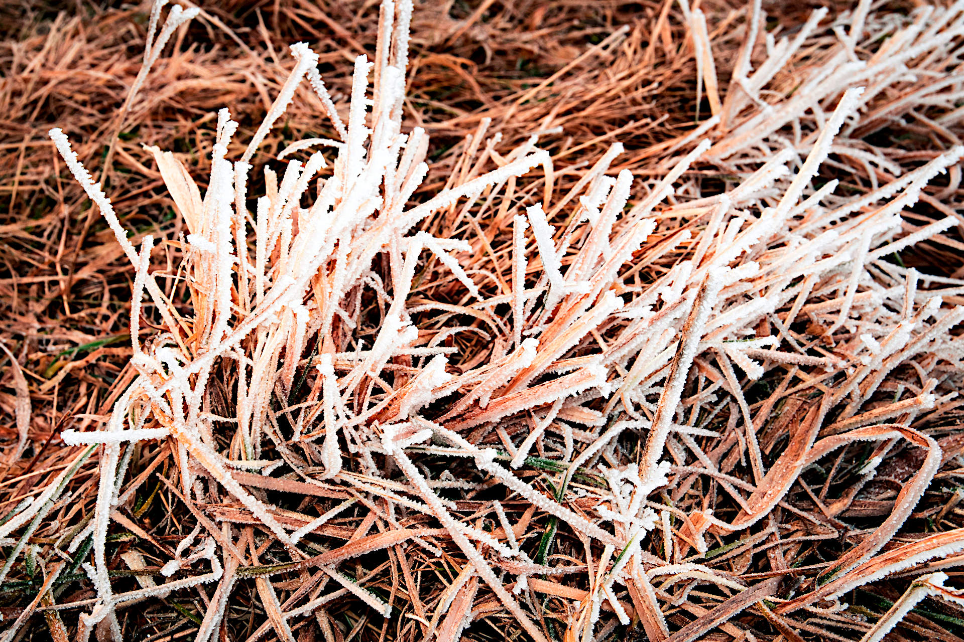How Much Does a Frost Affect Grass Seed Germination? Gardening Latest