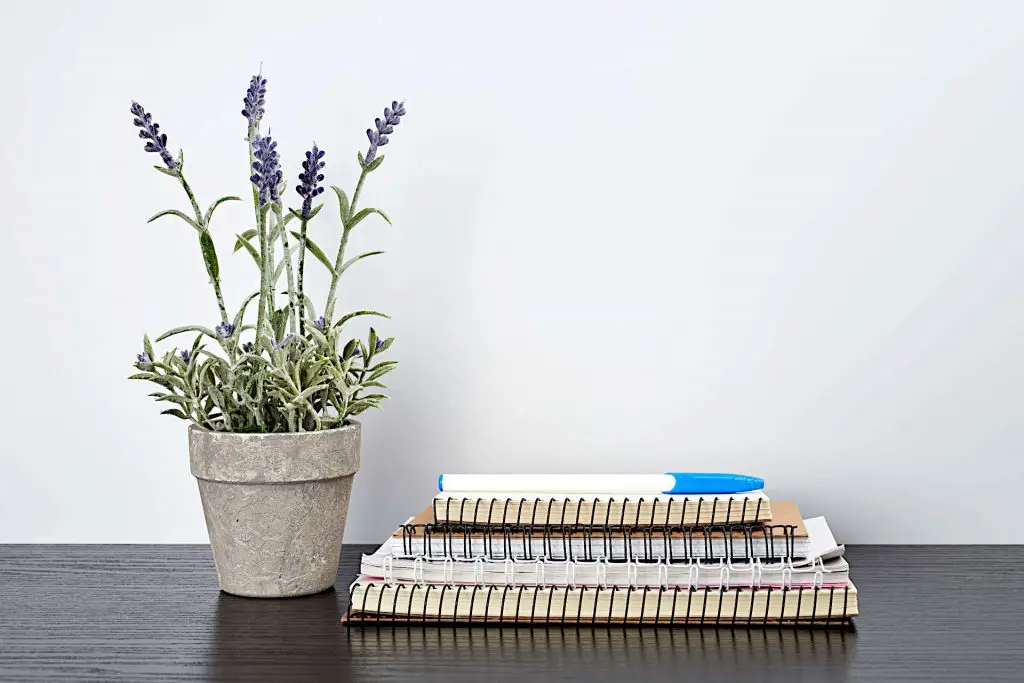 Pot Size Indoors-Growing-Lavender-in-Pots