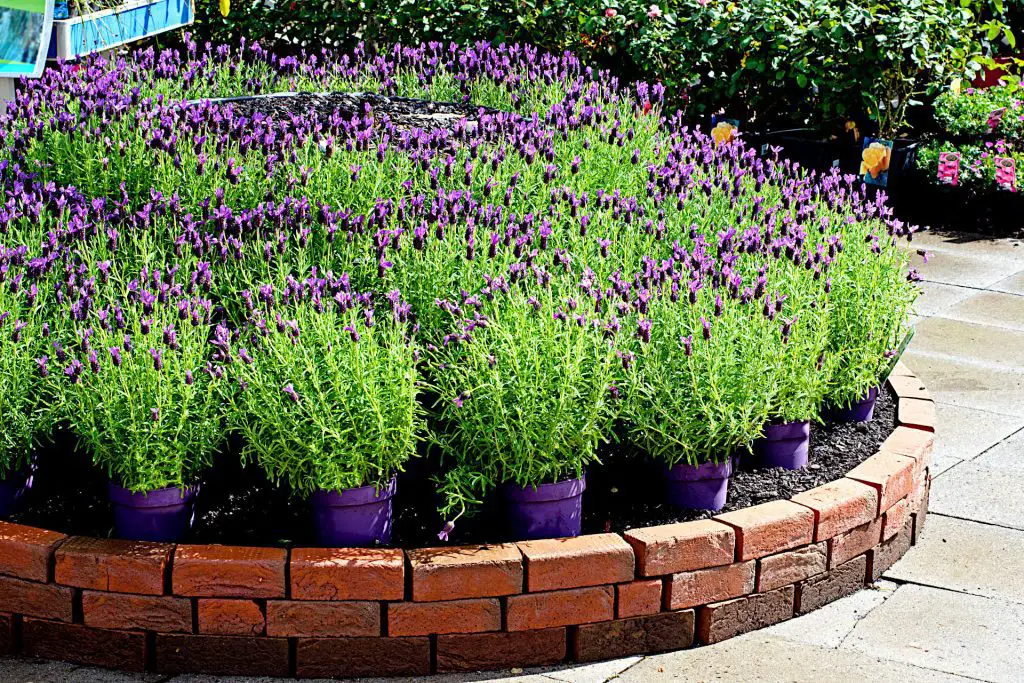 Growing Lavender in Pots Outside - Growing Lavender in Pots
