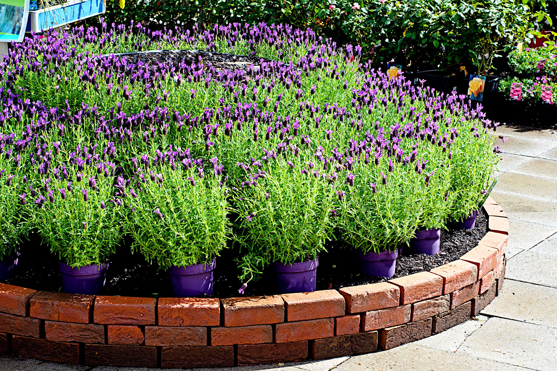 Lavender plant growing in a pot with beautiful purple blooms