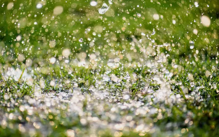 Should a little rain stop you from fertilizing your lawn? Can You Apply Fertilizer to Wet Grass?