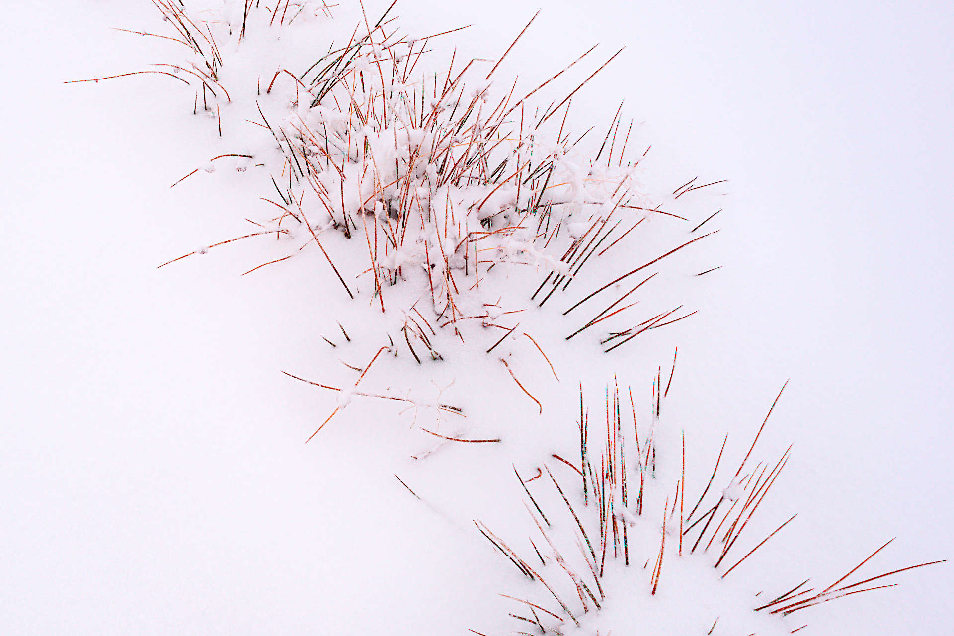 How Much Does a Frost Affect Grass Seed Germination? Gardening Latest