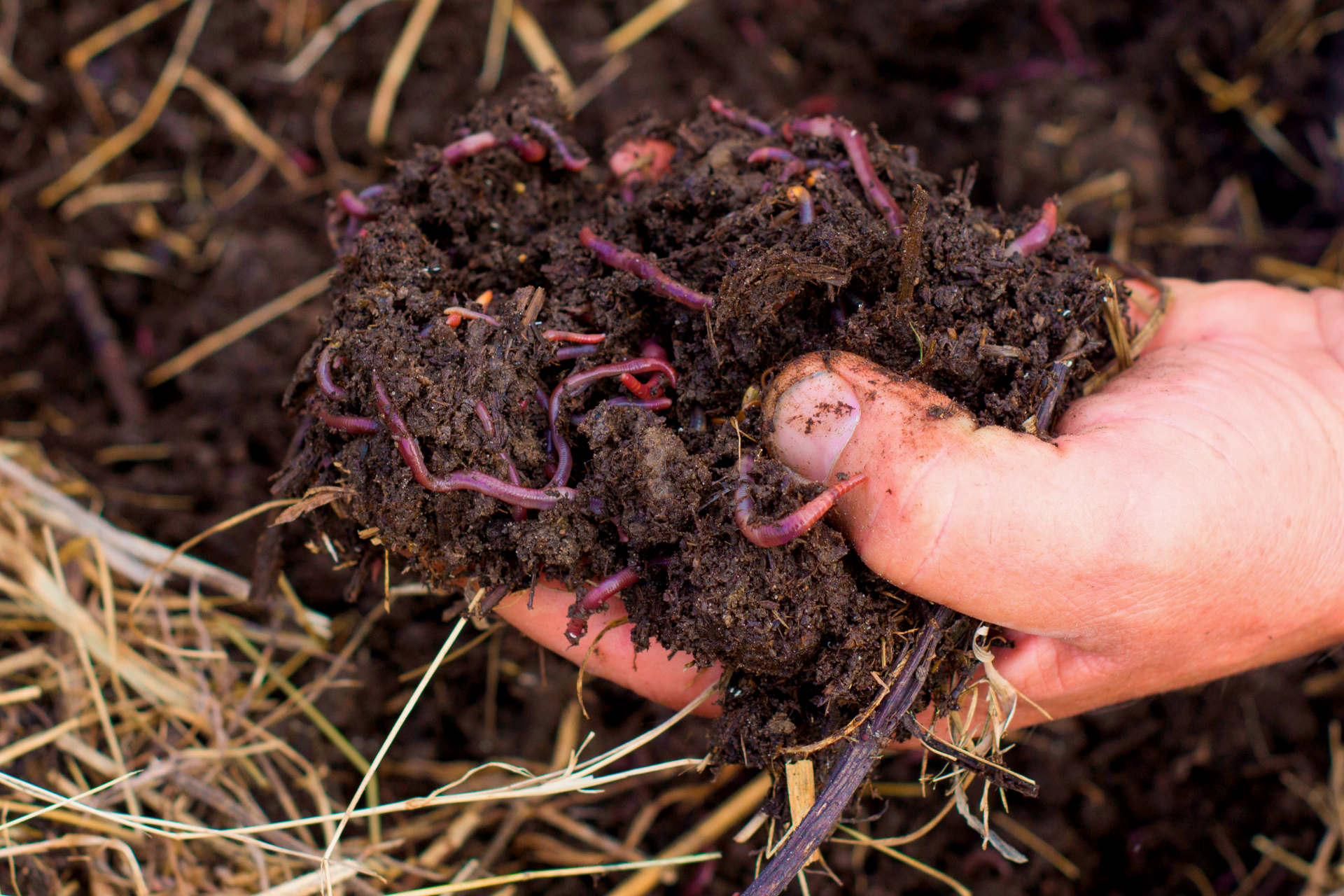 Worm Castings vs Compost the Key Differences - Gardening Latest