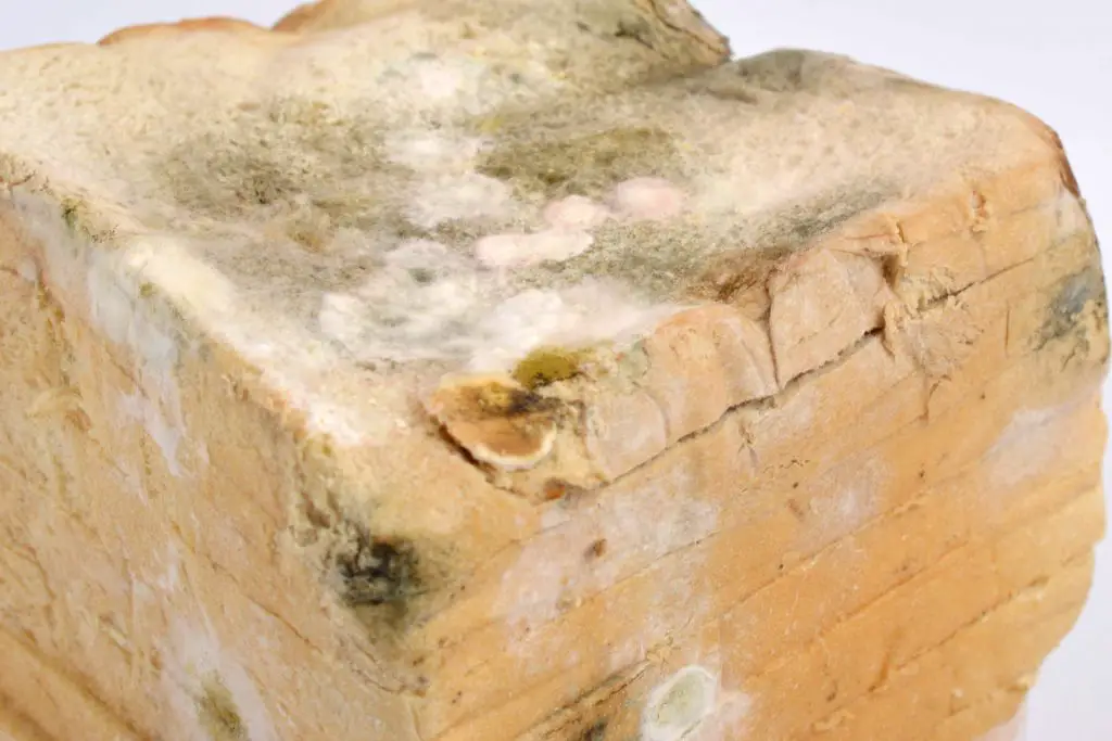 can moldy bread be composted - Can bread be composted
