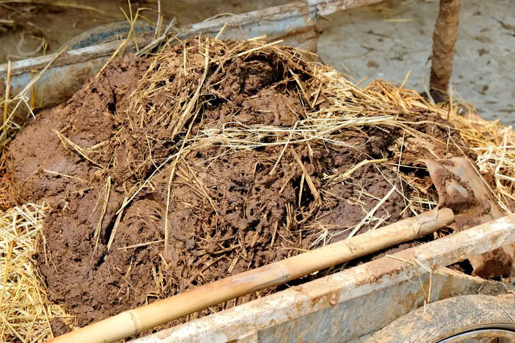 Compost Manure - Compost vs Fertilizer