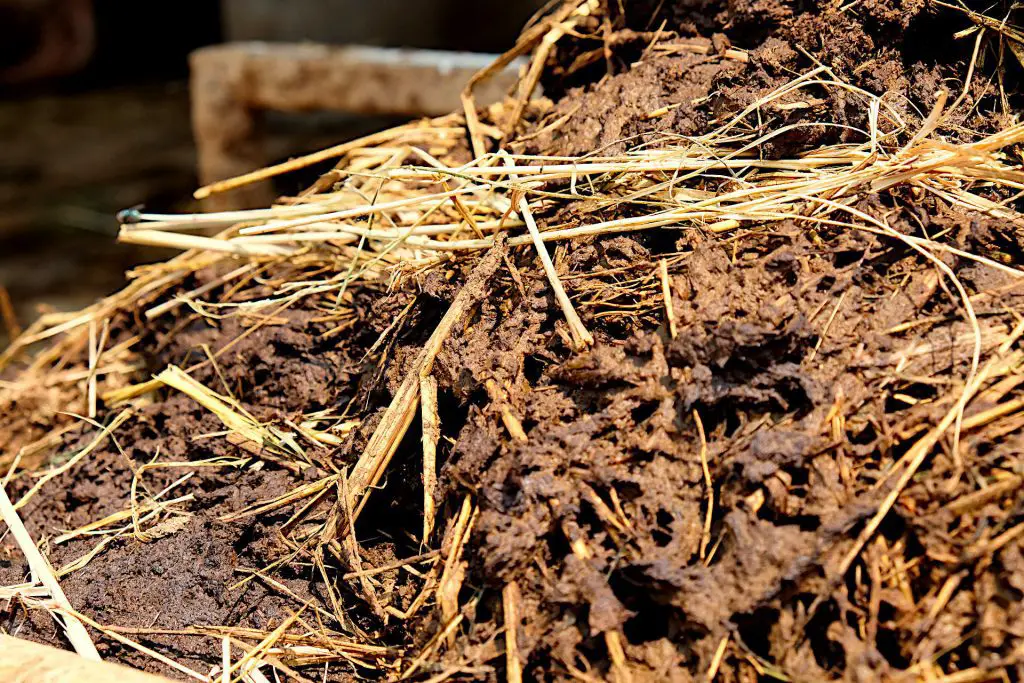 Worm Castings vs Compost Manure-