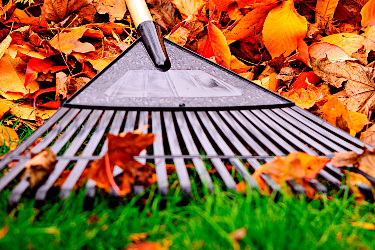 How To Prepare Your Lawn During The Fall Season For Winter Fall Lawn how-to-prepare-your-lawn-during-the-fall-season-for-winter-fall-lawn