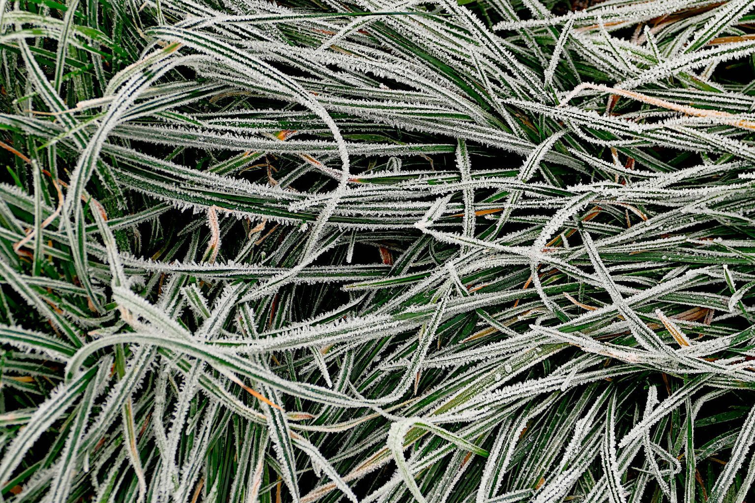 How Much Does a Frost Affect Grass Seed Germination? Gardening Latest