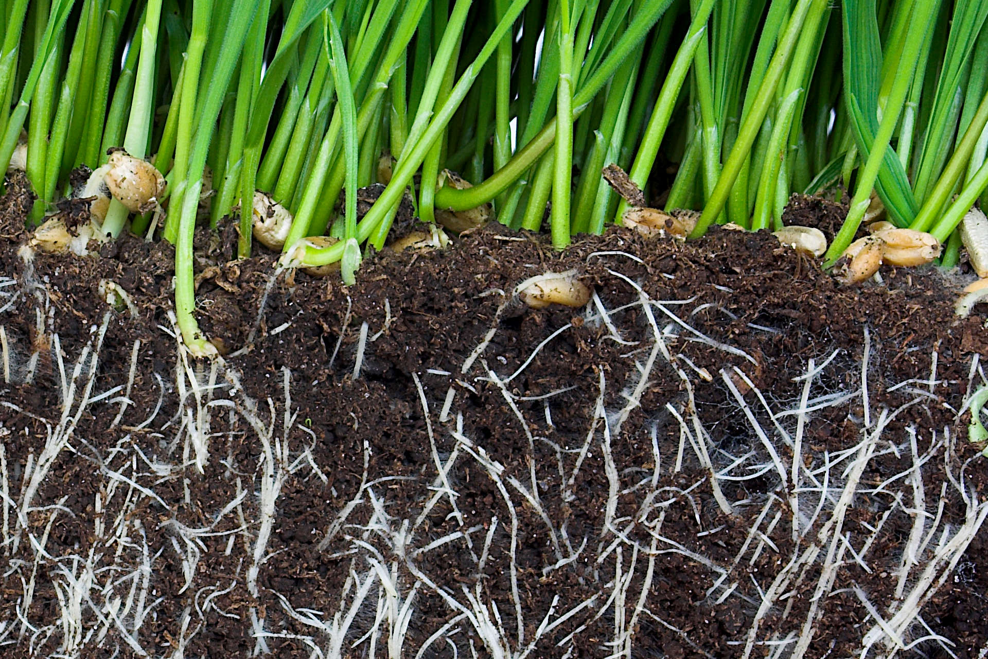 How Much Does a Frost Affect Grass Seed Germination? Gardening Latest