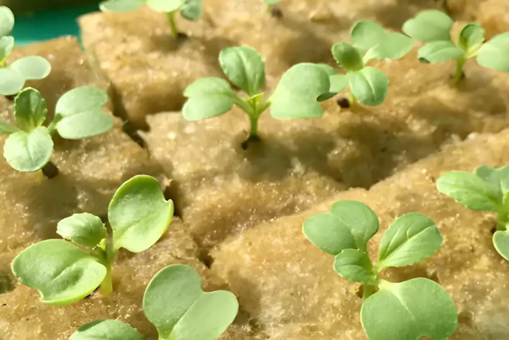 Rockwool as a Hydroponics Growing Medium