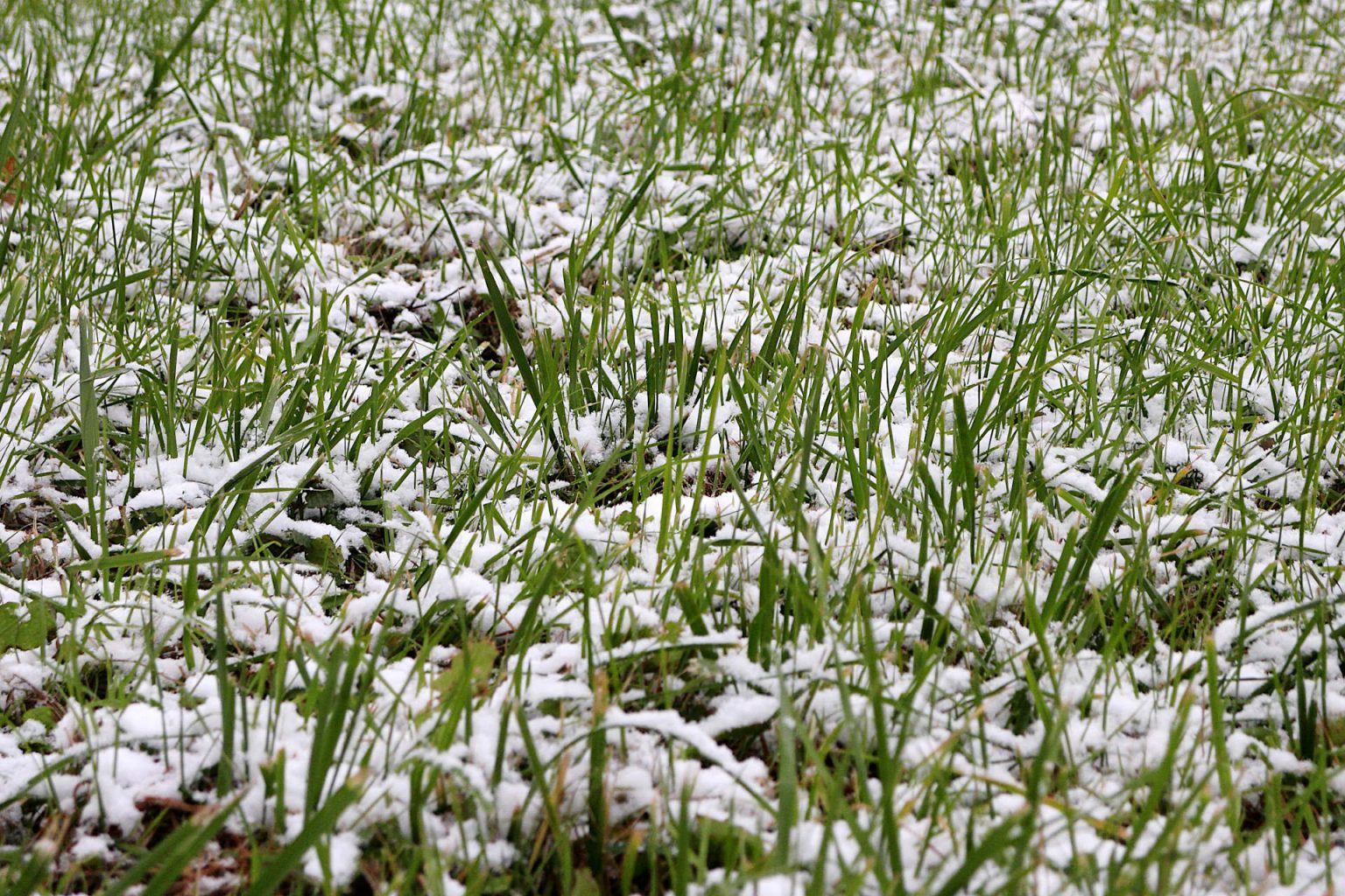 How to Speed Up Grass Seed Germination 9 Proven Methods