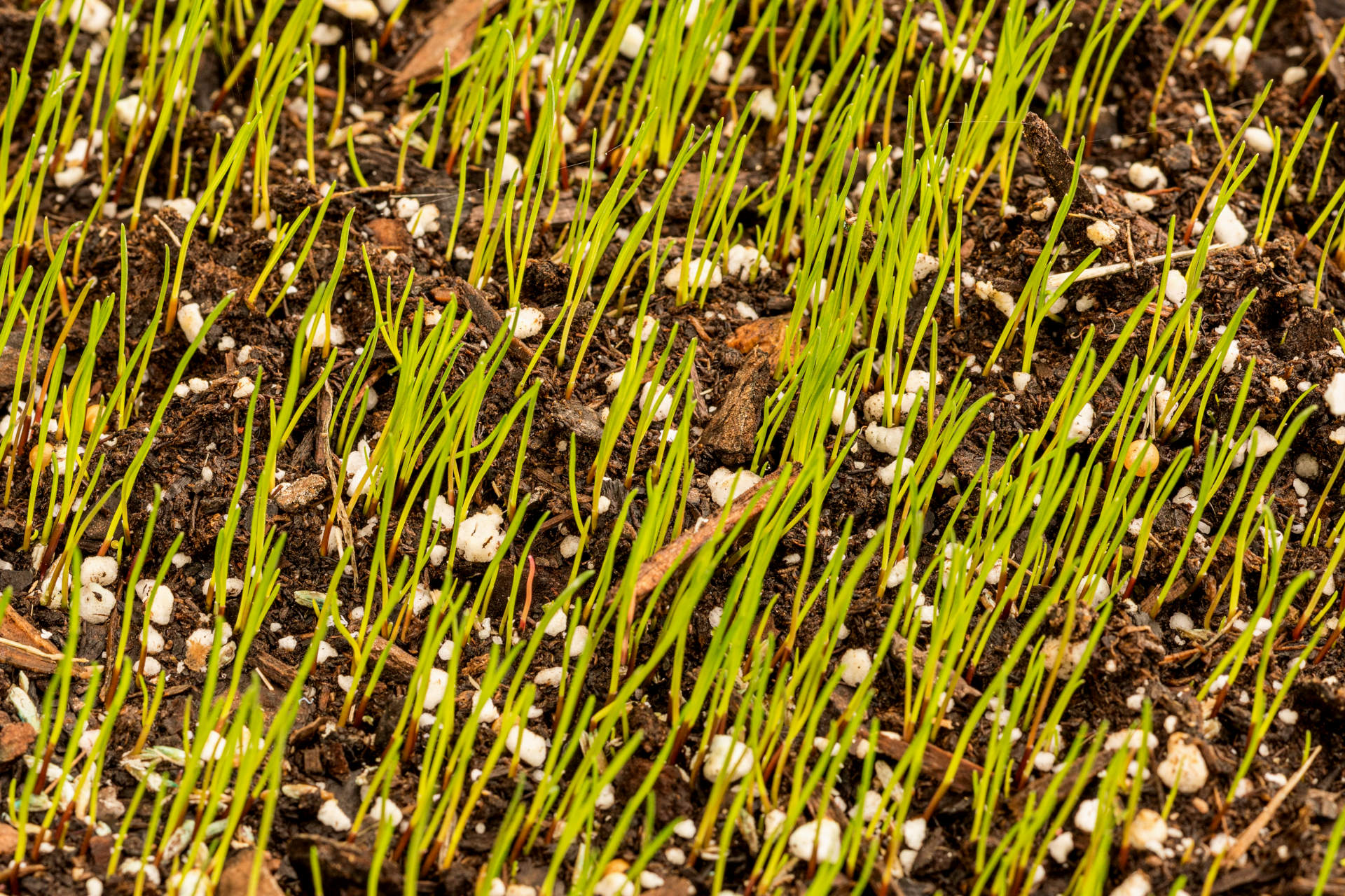 How to Speed Up Grass Seed Germination 9 Proven Methods