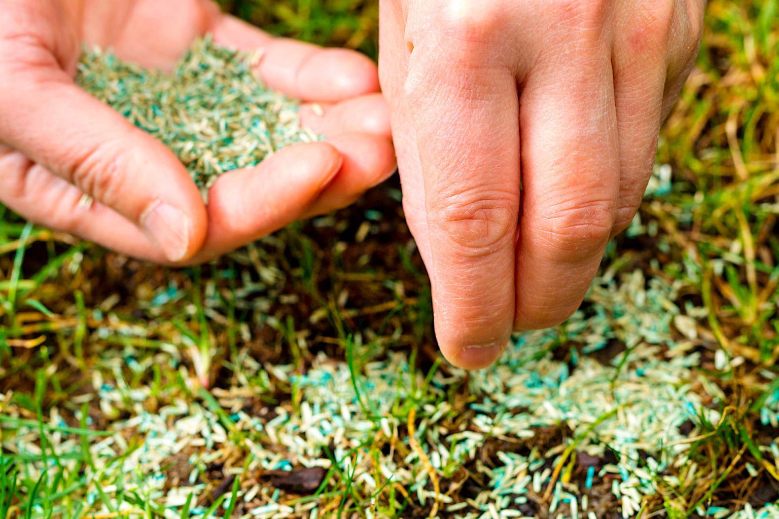 Mastering Hydroseeding: A Deep Dive into Grass Seed Selection and