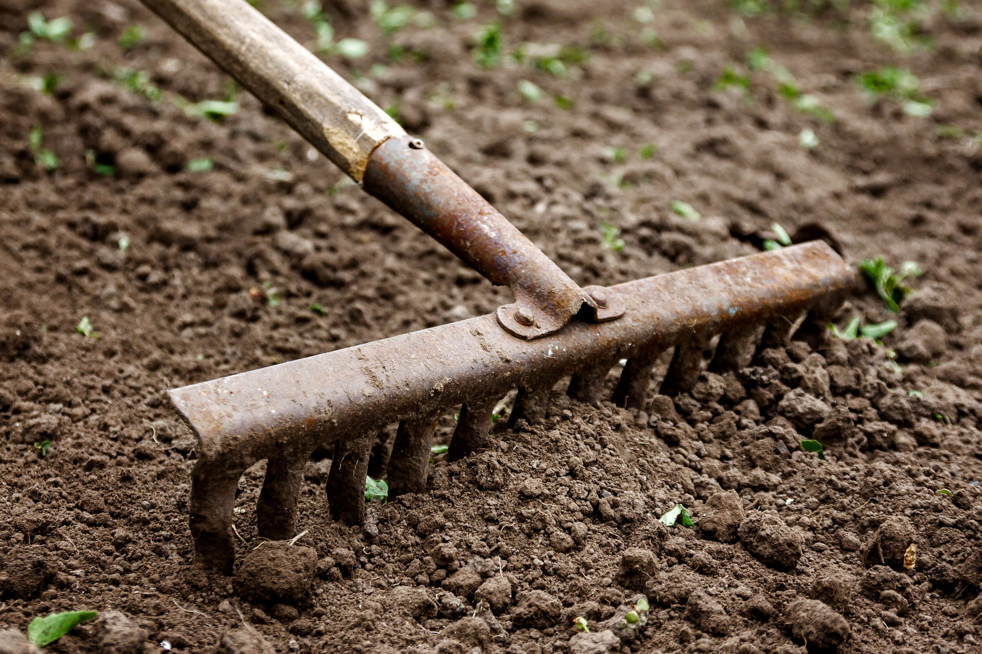 How to Speed Up Grass Seed Germination 9 Proven Methods