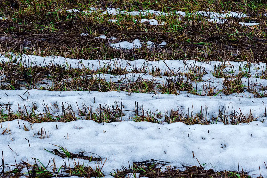 Dangers of Frost - How Cold is Too Cold for Planting Grass Seed