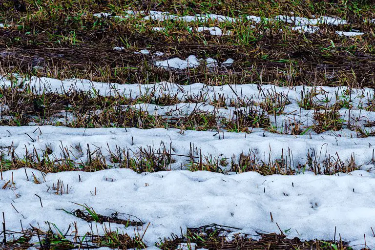How Cold is Too Cold for Planting Grass Seed?