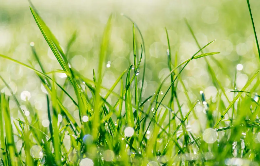 Why Fertilizing Wet Grass Is a Bad Idea
