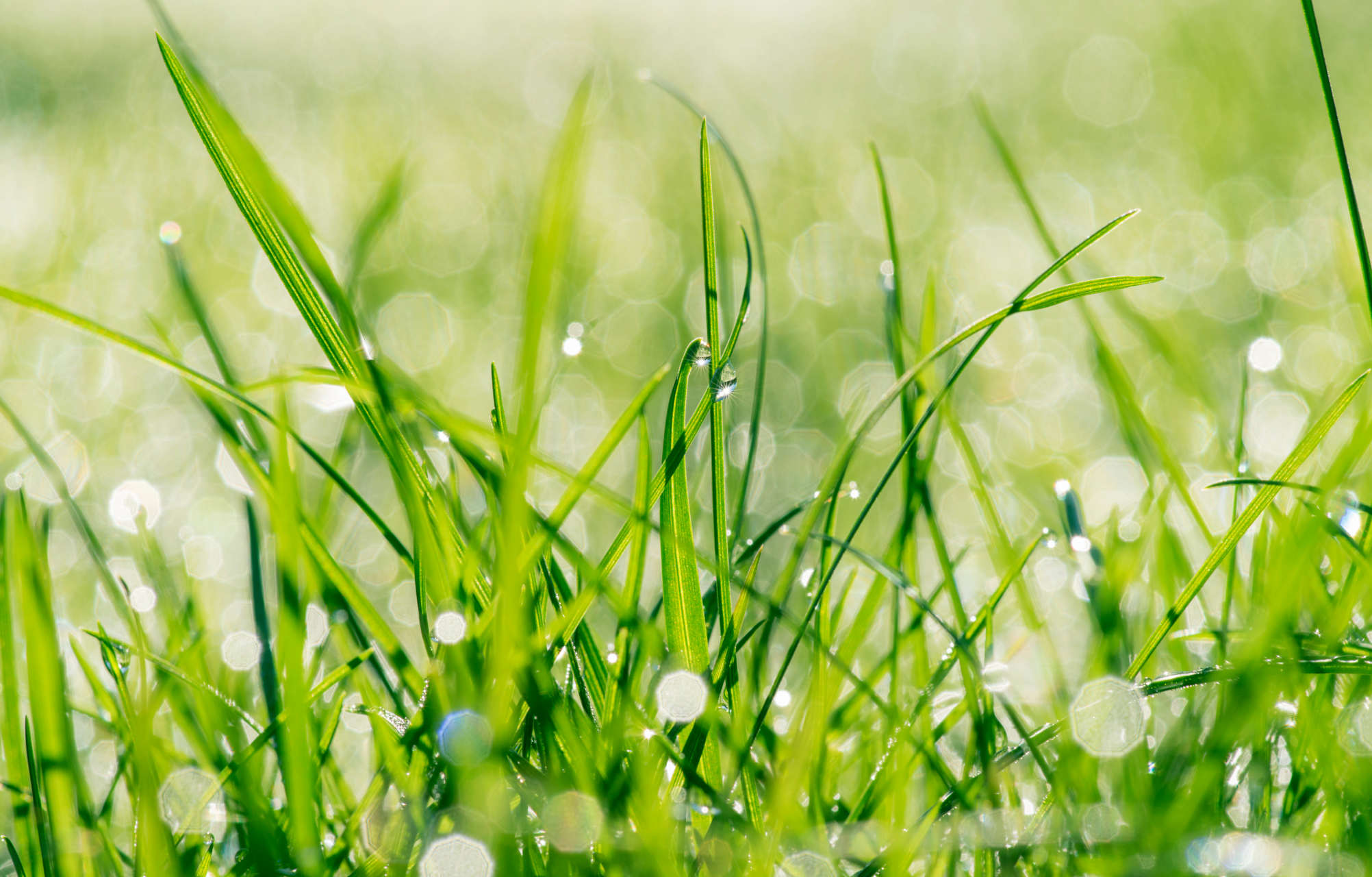 Should a little rain stop you from fertilizing your lawn? Can You Apply