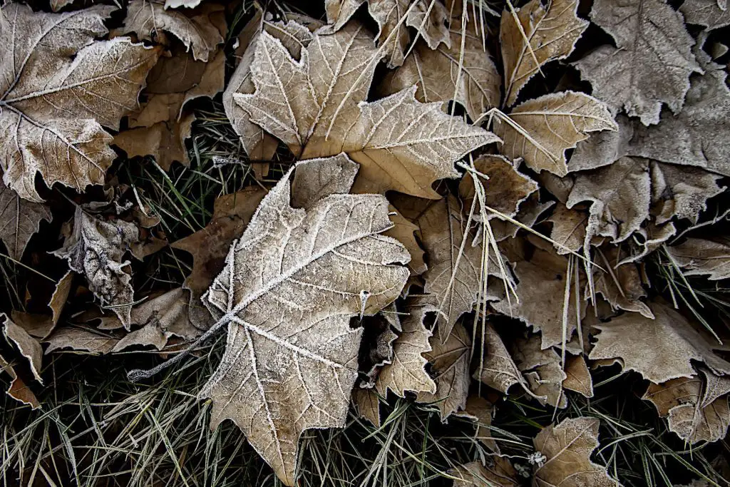 Leaf mold - Most Efficient Ways to Compost in Winter