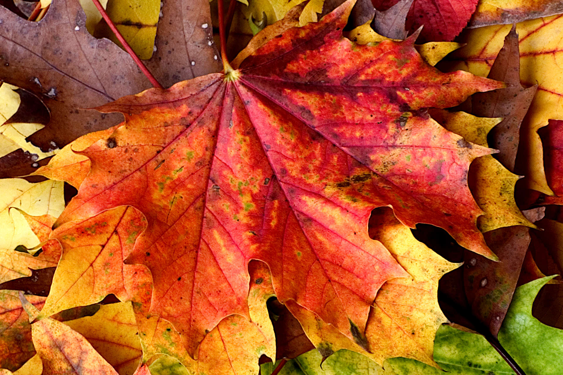 The Benefits of Making Leaf Mold – November Gardening Tasks