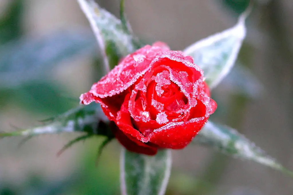 ice-covered-rose-November Gardening Tasks