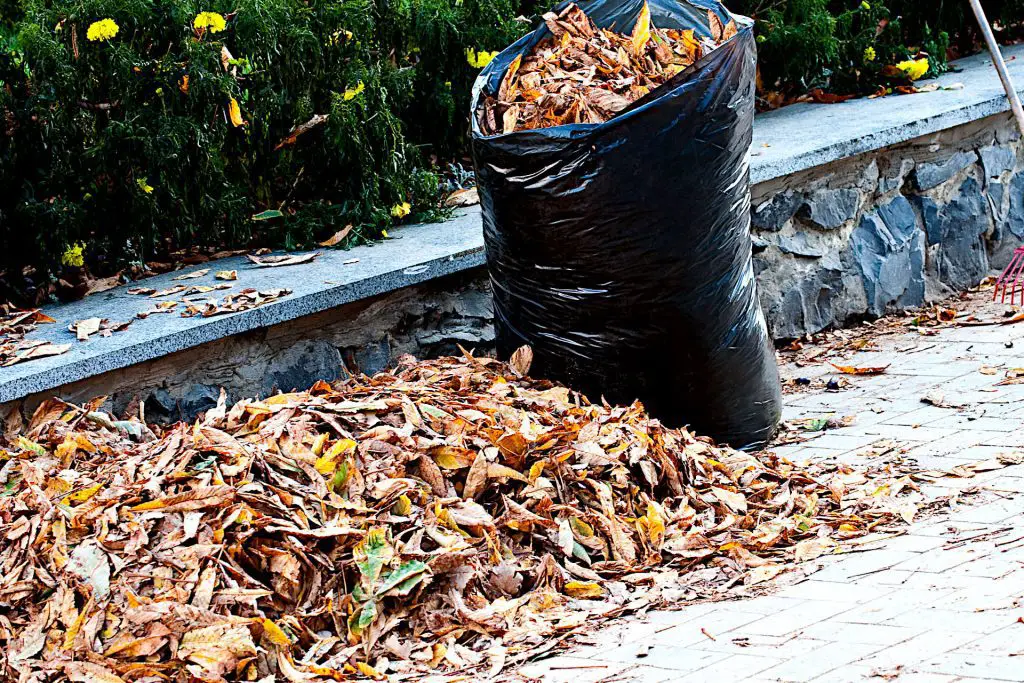 leaves for leaf mold November Gardening Tasks