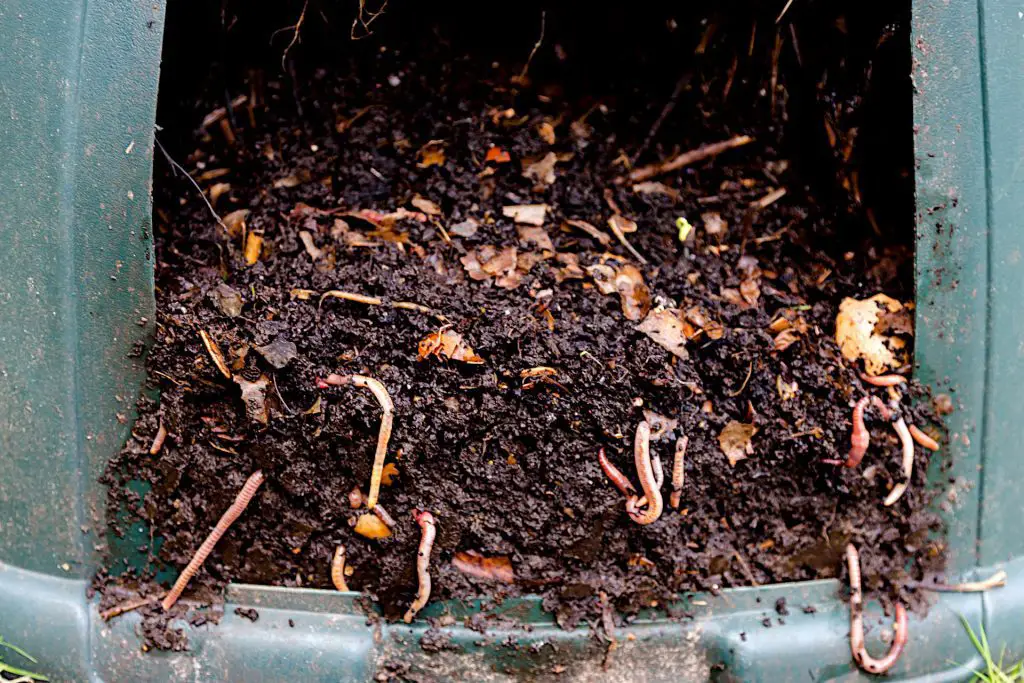 vermicomposting -Efficient Ways to Compost in Winter