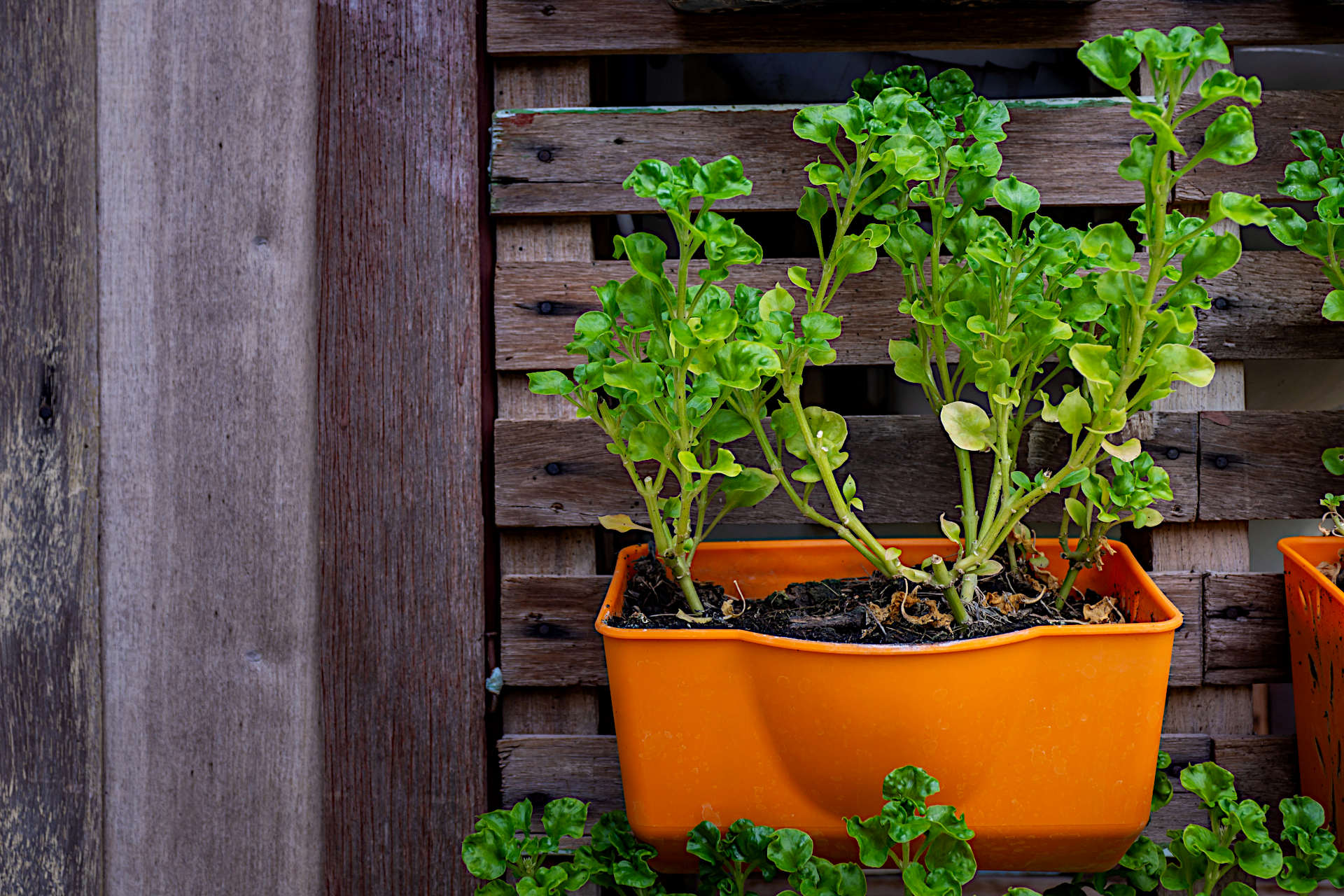 Refreshing Compost in Permanent Pots The Secret to Thriving Potted