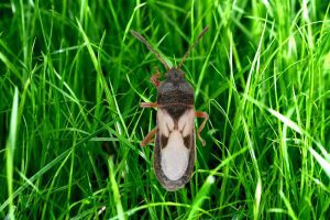 Chich Bugs -What Are They and Why Are They Dangerous for Your Lawn