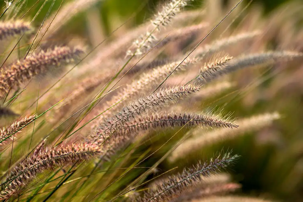Cutting Back Deciduous Grasses in Late Winter or Early Spring - Fountain Grass Ornamental Grass