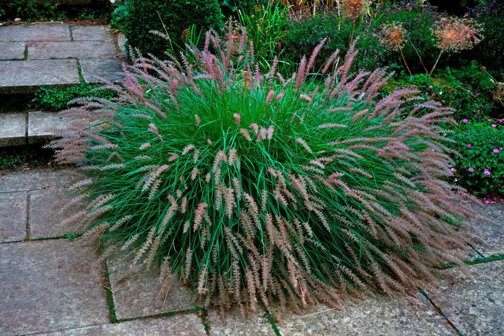 Cutting Back Deciduous Grasses in Late Winter or Early Spring - Pennisetum Alopecuroides in flower