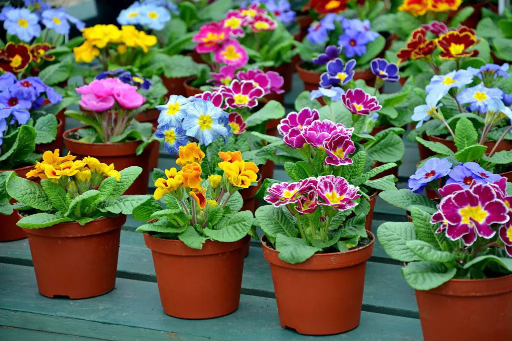 Differening Care for Specific Varieties of Winter Pansies