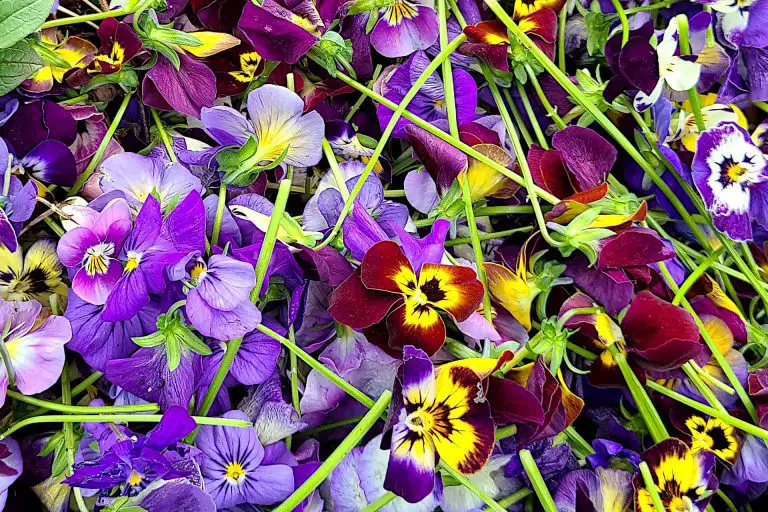 Deadheading Winter Pansies and How to Overwinter the Plants