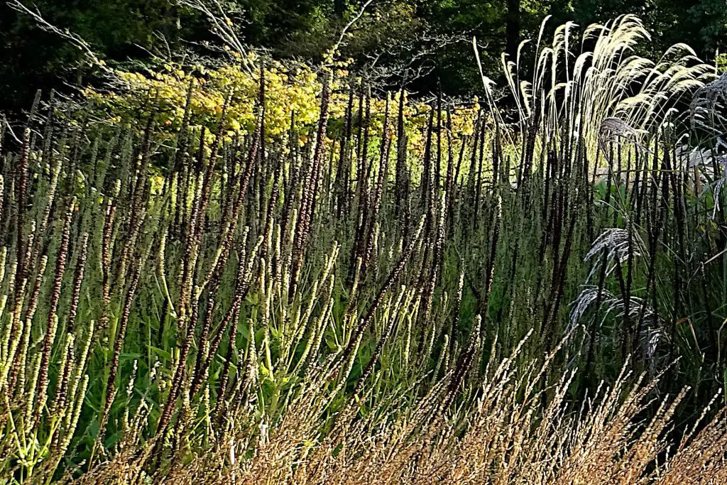 Environmental implications of cutting back large swaths of deciduous grass 