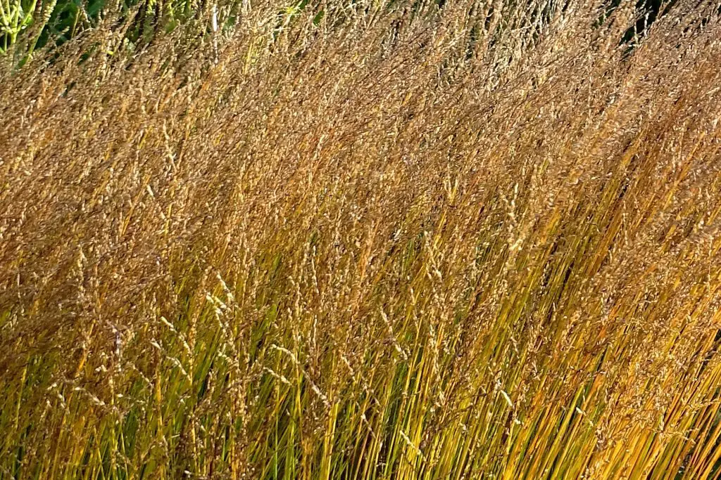 Cutting back - Deciduous grasses - Identifying old from new