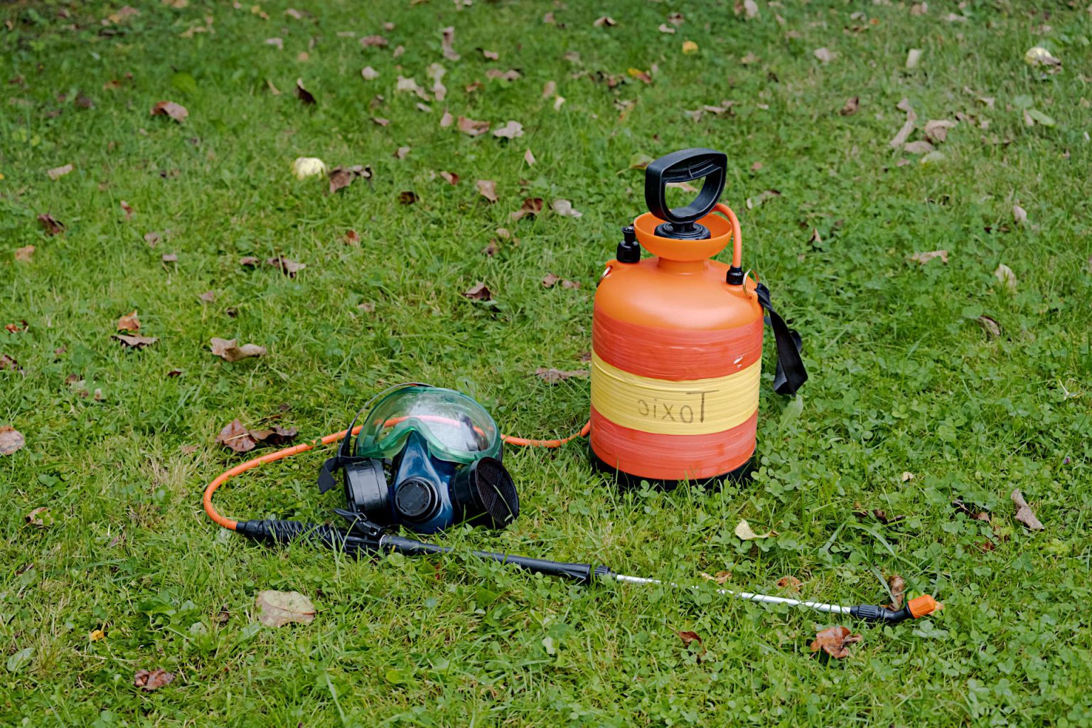 Eliminate Chinch Bugs in Your Lawn: The Ultimate Guide to How to Get ...